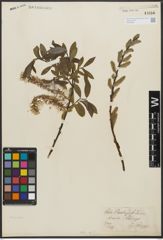 Foto von Salix L.